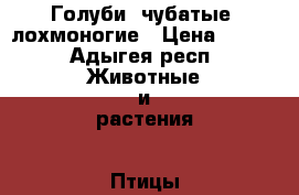 Голуби: чубатые, лохмоногие › Цена ­ 300 - Адыгея респ. Животные и растения » Птицы   . Адыгея респ.